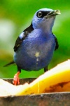 20160416-Costa-Rica-La-Fortuna-172.jpg