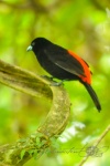 20160416-Costa-Rica-La-Fortuna-175.jpg