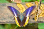 20160416-Costa-Rica-La-Fortuna-195.jpg