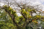 20160416-Costa-Rica-La-Fortuna-38.jpg