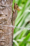 20160416-Costa-Rica-La-Fortuna-45.jpg