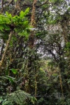 20160419-Costa-Rica-Monteverde-10.jpg
