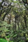 20160419-Costa-Rica-Monteverde-11.jpg
