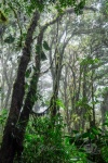 20160419-Costa-Rica-Monteverde-14.jpg
