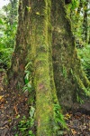 20160419-Costa-Rica-Monteverde-16.jpg