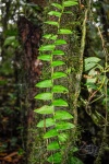 20160419-Costa-Rica-Monteverde-17.jpg