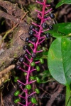 20160419-Costa-Rica-Monteverde-21.jpg