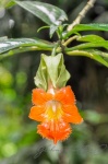20160419-Costa-Rica-Monteverde-23.jpg