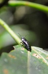 20160419-Costa-Rica-Monteverde-31.jpg
