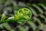 20160419-Costa-Rica-Monteverde-32.jpg