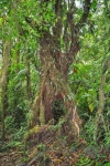 20160419-Costa-Rica-Monteverde-34.jpg
