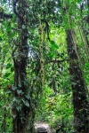20160419-Costa-Rica-Monteverde-39.jpg