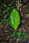 20160419-Costa-Rica-Monteverde-52.jpg