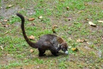 20160419-Costa-Rica-Monteverde-54.jpg