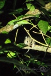 20160419-Costa-Rica-Monteverde-61.jpg