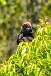 20160420-Costa-Rica-Monteverde-108.jpg