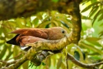 20160420-Costa-Rica-Monteverde-147.jpg