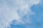 20160420-Costa-Rica-Monteverde-156.jpg