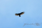 20160420-Costa-Rica-Monteverde-157.jpg