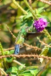 20160420-Costa-Rica-Monteverde-73.jpg
