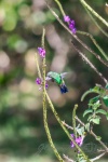 20160420-Costa-Rica-Monteverde-78.jpg