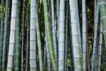 20151008-Kyoto-Nikon-51.jpg