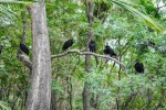 20160424-Costa-Rica-Nosara-08.jpg