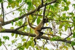 20160428-Costa-Rica-La-Cruz-42.jpg