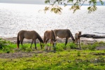 20160504-Nicaragua-Ometepe-26.jpg