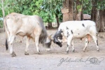 20160504-Nicaragua-Ometepe-57.jpg