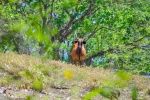 20160511-Costa-Rica-La-Cruz-27.jpg
