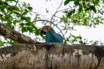 20160516-Costa-Rica-Nosara-to-Manuel-Antonio-05.jpg
