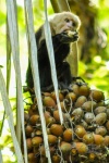 20160517-Costa-Rica-Manuel-Antonio-14.jpg
