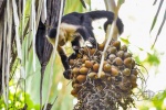 20160517-Costa-Rica-Manuel-Antonio-18.jpg