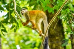 20160517-Costa-Rica-Manuel-Antonio-28.jpg