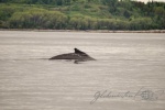 20160615-Kanada-Tadoussac-56.jpg