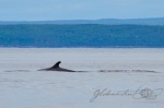 20160615-Kanada-Tadoussac-63.jpg