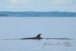 20160615-Kanada-Tadoussac-81.jpg