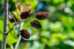 20160616-Kanada-New-Brunswick-04.jpg