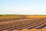 20160620-Kanada-Prince-Edward-Island-Chelton-12.jpg
