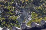20151010-Kyoto-Nikon-218.jpg