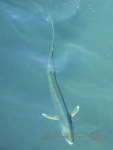 20151014-Kagoshima-Lumix-18.jpg