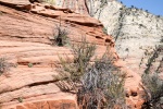 20150912-Zion-Nikon-21.jpg