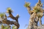 20150917-Death-Valley-Nikon-81.jpg