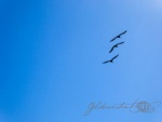 20150918-California-Lumix-35.jpg