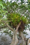 20151201-Paihia-Nikon-12.jpg