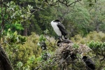 20151201-Paihia-Nikon-16.jpg