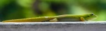 20150921-Hawaii-Lumix-14.jpg