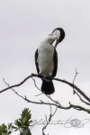 20151201-Paihia-Nikon-23.jpg