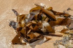 20151202-Paihia-Nikon-30.jpg